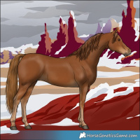 Horse Color:Gray Chestnut 
