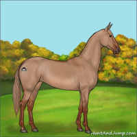 Horse Color:Red Dun 