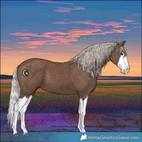 Horse Color:Silver Black Splash