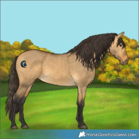 Horse Color:Buckskin Dun 