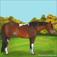 Horse Color:Bay Tobiano Rabicano