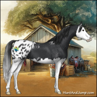 Horse Color:Black Splash Appaloosa 