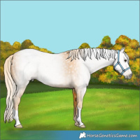 Horse Color:Gray Palomino 
