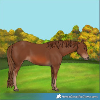 Horse Color:Chestnut Rabicano 