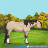 Horse Color:Bay Dun Tobiano 