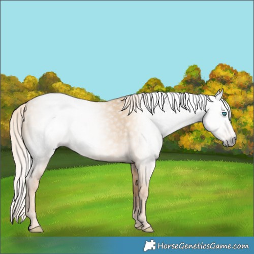 Horse Color:Gray Cremello Dun 