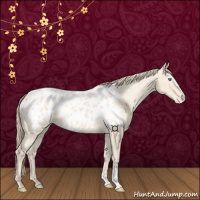Horse Color:Perlino Appaloosa