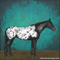 Horse Color:Black Appaloosa