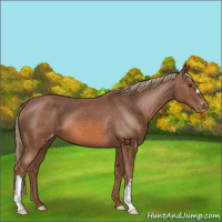 Horse Color:Chestnut Appaloosa 