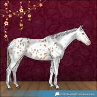 Horse Color:Bay Dun Appaloosa 