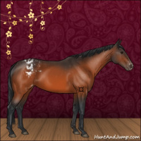 Horse Color:Bay Appaloosa