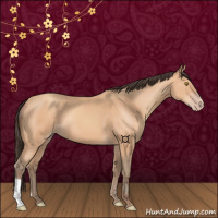 Horse Color:Amber Champagne 