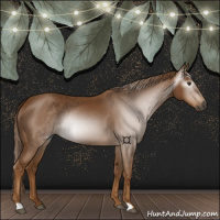 Horse Color:Gray Chestnut 