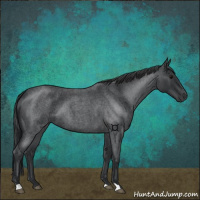 Horse Color:Blue Roan 