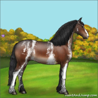 Horse Color:White Spotted Bay 
