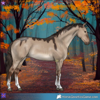 Horse Color:White Spotted Liver Red Dun 