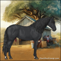 Horse Color:Black 
