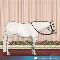 Horse Color:Cremello Roan Dun 