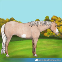 Horse Color:Silver Amber Champagne Roan Frame 