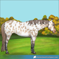 Horse Color:Bay Dun Appaloosa 