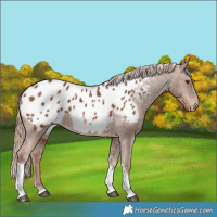 Horse Color:Chestnut Tobiano Appaloosa 
