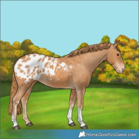 Horse Color:Chestnut Tobiano Appaloosa 