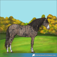 Horse Color:Black  and Classic Champagne 