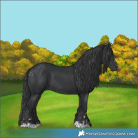 Horse Color:Black  and Black 