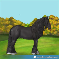 Horse Color:Smoky Black 