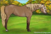 Horse Color:Gray Red Dun Rabicano 