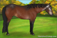 Horse Color:Gray Bay 