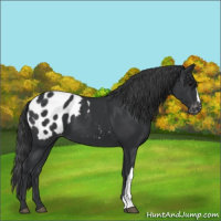 Horse Color:Black Appaloosa