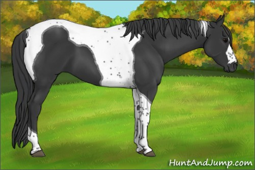 Horse Color:Black Tobiano 
