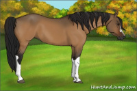 Horse Color:Gray Bay Dun 