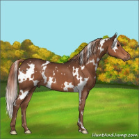 Horse Color:White Spotted Liver Chestnut 