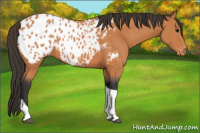 Horse Color:Bay Tobiano Appaloosa 