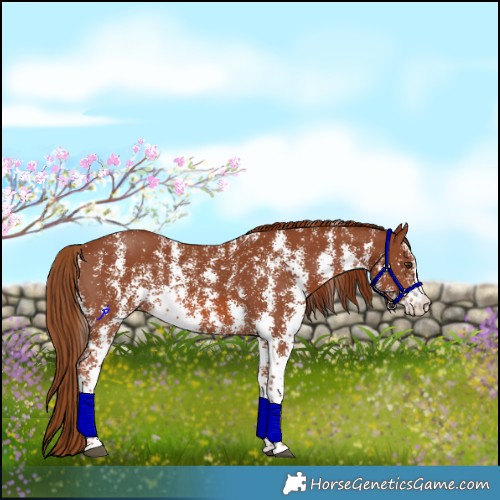 Horse Color:Chestnut Sabino 