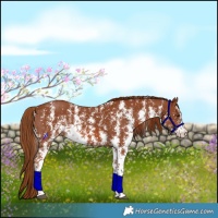 Horse Color:Chestnut Sabino 
