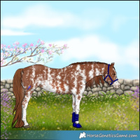 Horse Color:Chestnut Sabino