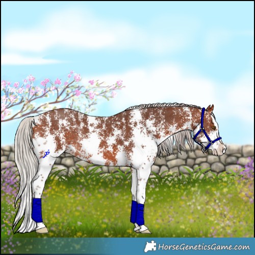 Horse Color:Silver Bay Sabino Splash Rabicano 