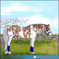 Horse Color:Silver Bay Sabino Splash Rabicano 