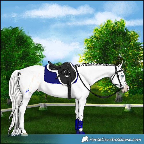 Horse Color:Silver Amber Cream Champagne Pearl Dun Splash Tobiano Frame Appaloosa Rabicano 