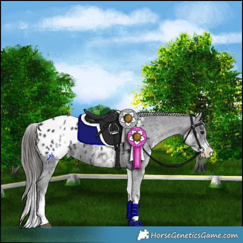 Horse Color:White Spotted Black Splash Appaloosa 