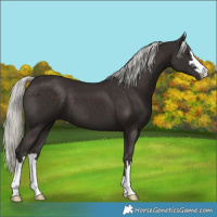 Horse Color:Liver Chestnut Mushroom 