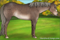 Horse Color:Liver Chestnut Mushroom 