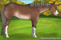 Horse Color:Liver Chestnut Mushroom 