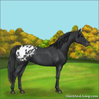 Horse Color:Blue Roan Blanket Rabicano 