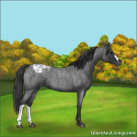 Horse Color:Blue Roan Blanket 