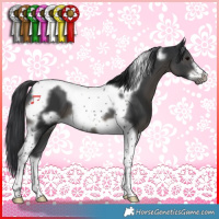 Horse Color:Black Tobiano Frame