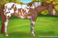 Horse Color:Chestnut Tobiano Frame Appaloosa Rabicano 